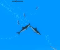 Акулы:Враждебные воды